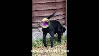 15 fotos que quedaron finalistas del concurso de inyecciones para mascotas más divertido de 2021