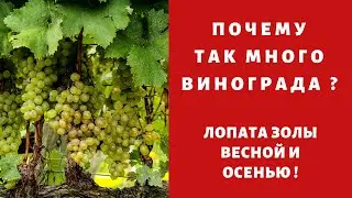 Почему так МНОГО винограда !!!Лопата золы...осенью и весной !