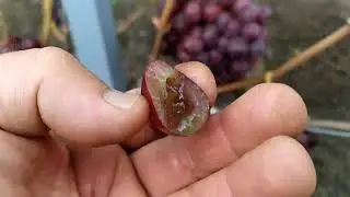 Alliance is a very early grape with high taste qualities.