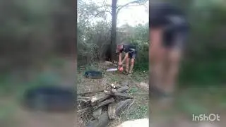 спиленое дерево упало правильно