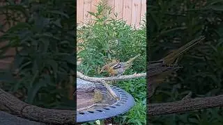 Baby Oriole Reacts to Water 😮