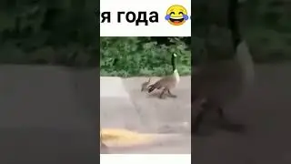 Мем #1