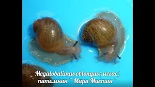 ЧЕМ КОРМИТЬ УЛИТОК ЗИМОЙ ? КАК РАСТУТ МЕГАСЫ - МЕГАЛОБУЛИМУС ОБЛОНГУС  ( МАРИ МИСТИК )