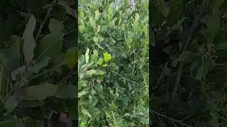 Лавр благородный.  Двудольное растение