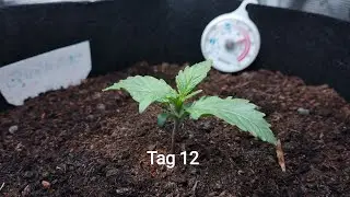 Cannabis Grow Quick One Tag 12 Vlog