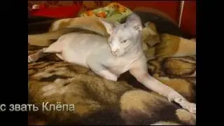 Мой сфинкс,скоро котята!