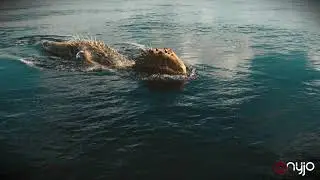 Primal Predator Mastercalss - Teaser 1