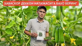 SEDIR F1. ХАВАСКОР ДЕХКОН НАТИЖАСИНИ КУРИНГ БАХО БЕРИНГ.