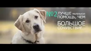 Помощь бездомным животным №2.(8 Марта)