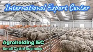 Business on sheep. Animal husbandry. Agroholding IEC. Agricultural industry. Agribusiness.