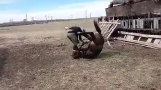 Прикол. Победил 🏇
