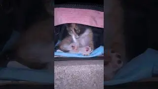 Быстрое пристройство. Днем выложила, и через пару часов она уехала в семью. #кот #cute #catkitten