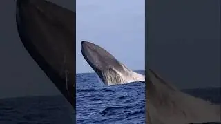 One of the only shots in the world of a Blue Whale BREACHING! 