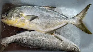 Giant Pompano caught using three way swivel (Seawolf Park)