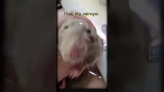 Если что он любит такое)