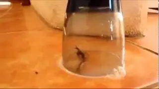 Suicide scorpion (Самоубийство скорпиона)