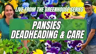 PANSIES - Deadheading & Care - Live from the Greenhouse series