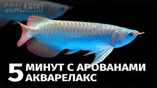 5 минут с Арованами