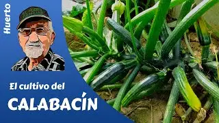 ZUCCHINI: HOW TO GROW PUMPKINS