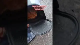 У нового котика перелом таза, будет операция