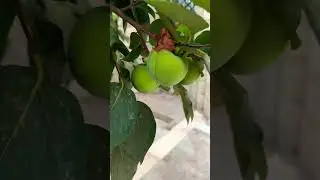 Фрукты в Ташкенте.