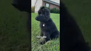 Эдит ЧНО