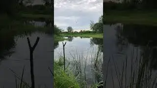 КАРАСЬ на кукурузу #shorts