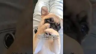 The evolution of Loulou’s (disappearing) wrinkles 🤍 