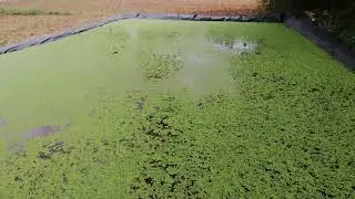 Azolla big level 1000 square feet daily 10kg | KRP farm
