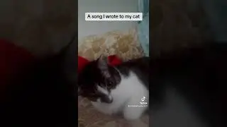 cat song