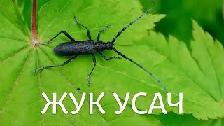 Жук усач сосновый черный