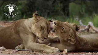Lion love - the close bond between lions