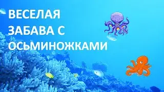 Веселая игра с осьминожками для детей