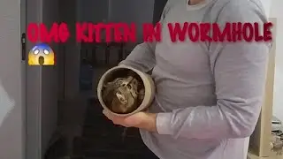 PLAYFUL KITTEN EXPLORING WORMHOLE
