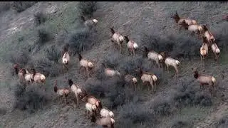 ELK Stopping to look at my Drone