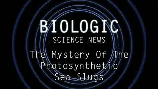 Science News - The Mystery Of The Photosynthetic Sea Slugs