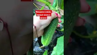 ОГУРЦЫ В ПАКЕТАХ! ОТВЕТ СКЕПТИКАМ👌ИНСТАГРАМ 
