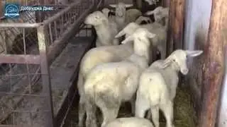 Овцевъдите получиха субсидии заради кризата в сектора