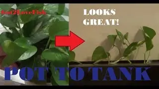 Live Filtration (Pothos Plants!)