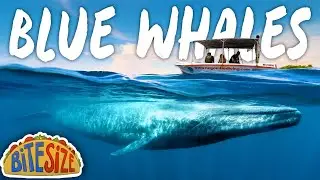 Whale Watching Sri Lanka | Comparing Mirissa & Trincomalee | Budgeteers Bitesize