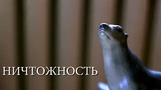 Алексей Светлый - Ничтожность