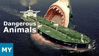 Top 10 Most Dangerous Animals in the world