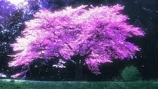 Ｅｎｔｅｒ　Ｈｅａｖｅｎ　－　Ｅｔｈｅｒｅａｌ　Ｐｉａｎｏ　[Ｌｏｏｐ]
