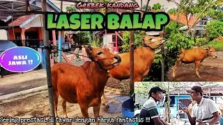 Grebek Kandang LASER BALAP || Orang Jawa Aseli yang Punya