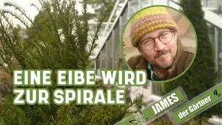 So schneidet man ein Gehölz in Form I James der Gärtner