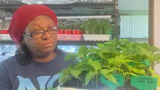THIS WORKS! Our COMPLETE Seed Starting Setup Guide!