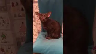 The cat is talking.