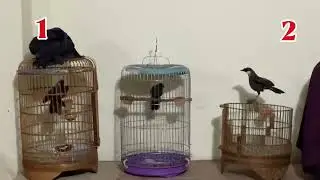 KHƯỚU BẠC MÁ ĐẤU HÓT MÚA CÁNH CAO / cám Tuấn Mi