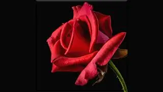 Rose - Alice Minguez