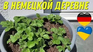 Для тех,кто дружит с юмором. Как я выращиваю картошку в немецкой деревне. Украинцы в Германии.